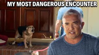 My Most Dangerous Case  A German Shepherd That Attacks 247  Cesar 911 Season 3 Ep 5  Part 1 [upl. by Bevin]