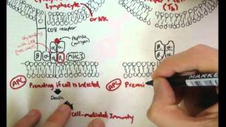 Immunology  Innate Immunity MHC structure [upl. by Eirallih]