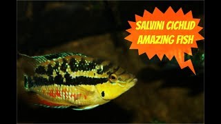 Salvini Cichlid Amazing Fish [upl. by Lon]