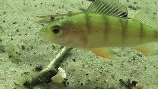 fish with toast Perciformes Rutilus rutilus [upl. by Barnet]