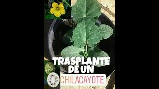 Como Trasplantar Una Planta de Chilacayote CUCURBITA FICIFOLIA [upl. by Almallah]