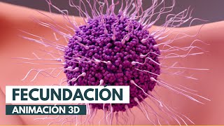 Cómo se produce la fecundación  Animación 3D [upl. by Hyacinth]