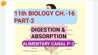 Class 11 BiologyCh16 Part2Alimentary Canal P2Study with Farru [upl. by Ener]