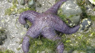 Facts The Purple Sea Star [upl. by Leidba]