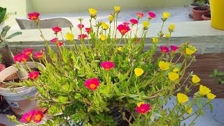 Purslane Plant Care for More flowering [upl. by Yerrot]