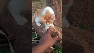 KITTEN cat trending shortvideos catlover viral viralvideos animal goneviral shortsviral [upl. by Luigi]