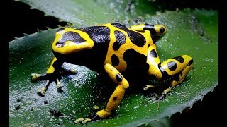 Species Spotlight Ep1  Bumblebee Dart Frog Dendrobates leucomelas [upl. by Andee]