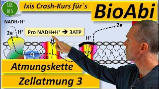 Atmungskette oxidative Phosphorylierung oder Endoxidation Zellatmung detailliert Abitur Biologie [upl. by Jareb]