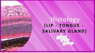 Histology of lip tongue salivary glands Histology L1 [upl. by Rica309]