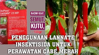 Insektisida DuPont Lannate 25WP untuk Perawatan Cabe Merah [upl. by Cohette]