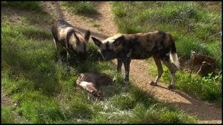 African Hunting Dogs Lycaon pictus [upl. by Mannie14]