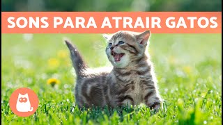 Miados para ATRAIR GATOS 🐱🔊 Sons para o seu gato se aproximar [upl. by Imorej]