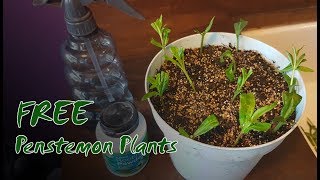 How to Take Summer Cuttings  Free Penstemon Plants [upl. by Kralc]