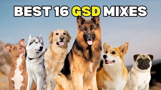 16 German Shepherd Mixes GSD Crossbreeds  Dogdingda [upl. by Ainaznat]