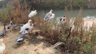 Ducks flying in water [upl. by Enidualc]