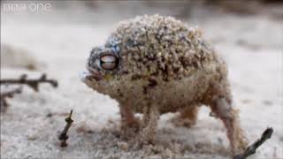 Angry Squeaking Frog  Super Cute Animals Preview  BBC One [upl. by Corby]