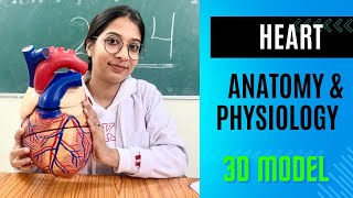 Heart 3D Model  Anatomy and Physiology in Hindi heart anatomy [upl. by Tezil]