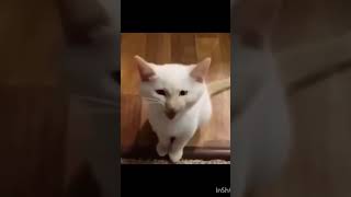 Hi herbert memes fypシ cat [upl. by Shyamal]