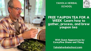 LEARN HOW TO PROCESS YOUR OWN YAUPON TEA FOR A WEEK SUPPLY [upl. by Trotter159]