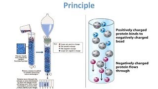 Ion Exchange Chromatography  Theory and Principle [upl. by Mcclenon]