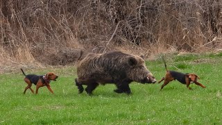 GIANT MONSTER Wild Boar Hunts GIGANTIC HOG Shots Brave Hunting Dogs hunting hog [upl. by Aileahcim]