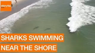 Multiple Sharks Swim Close to Myrtle Beach Shore Storyful Crazy [upl. by Perdita]