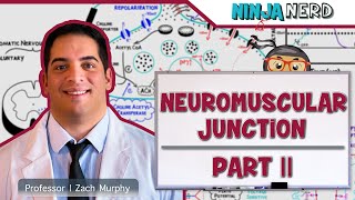 Musculoskeletal System  Neuromuscular Junction  Excitation Contraction Coupling Part 2 [upl. by Maeve]