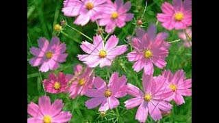 622  COSMOS  All Season Annual  Care amp grow कोस्मॉस को कब और कैसे लगाएं  पूरी जानकारी Hindi [upl. by Bunce]