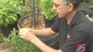 How to Pinch your Garden Plants [upl. by Mylander582]