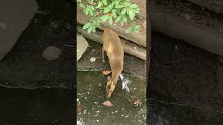 Tufted Deer at Prospect Park Zoo in Brooklyn NYC prospectpark zoo brooklyn nyc [upl. by Luapnaes]