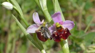 Ophrys gracilis pseudocopulation Eucera [upl. by Aicac]