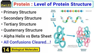 Structural organization of protein  Four levels of protein structure  Concept with easy examples [upl. by Crandall]