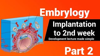 Embryology  The bilaminar embryonic disc  2nd Week development AnatomyHub [upl. by Suzzy205]