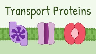 Transport Proteins Pumps Channels Carriers [upl. by Chema]