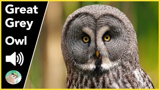 Great Grey Owl  Sounds [upl. by Otina]