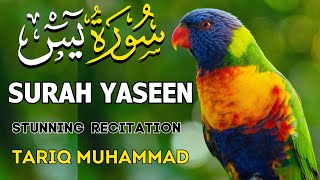 Surah Yaseen Yasin  سورة يس Quran recitation  surahyaseen  Soul Touching Recitation Epi 2 [upl. by Gwenora]