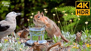 Cat TV for Cats to Watch 😺 Funny amp Cute Squirrels Chipmunks and Birds 🐿 8 Hours 4K HDR [upl. by Nomzed]