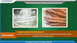 Study and identification of common disease causing organisms Part1 [upl. by Annair]