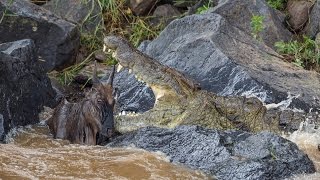 Huge crocodile kills wildebeest [upl. by Vtehsta]