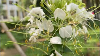 Flower  White Cleome  Spider Flower [upl. by Talbot458]