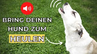 Einen Hund zum Heulen bringen 🐶 Bring deinen hund zum heulen [upl. by Yaras]