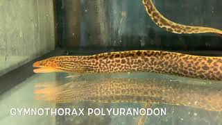 Gymnothorax polyuranodon [upl. by Ataliah]