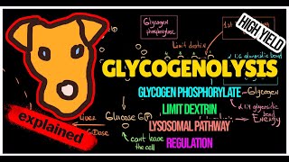 Glycogenolysis pathway Regulation of Glycogen breakdown Lysosomal pathway [upl. by Claudine]