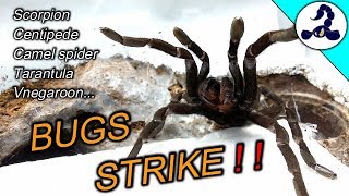 【総集編＋α】奇虫たちの攻撃の瞬間まとめ Arachnids and Centipedes Attack [upl. by Fatima]