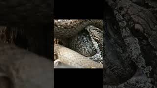 Iguana VS Snakes a lot of Snakes nature fight snakes iguana scaryanimals shorts shortsvideo [upl. by Anihc]