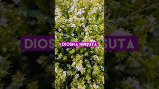 Diosma Hirsuta Pink Fountain Flower shorts [upl. by Eibur]