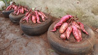 New idea to grow sweet potatoes at home for big tubers [upl. by Bennie]