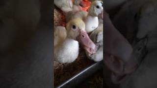 Muscovy ducklings 6 weeks old [upl. by Oramug]