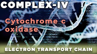 Cytochrome c Oxidase  Complex IV Mitochondria [upl. by Eahsat]