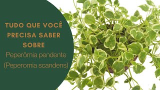 Como cuidar de Peperômia pendente Peperomia scandens [upl. by Goldi239]